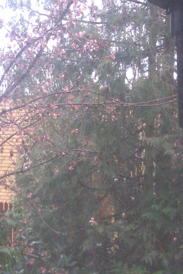 Den Ihærdige Blåmejse i Kirsebærtræet