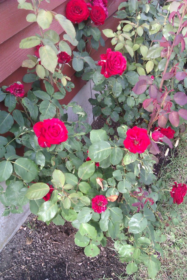 "Stop and smell the roses" - virkeligt klogt