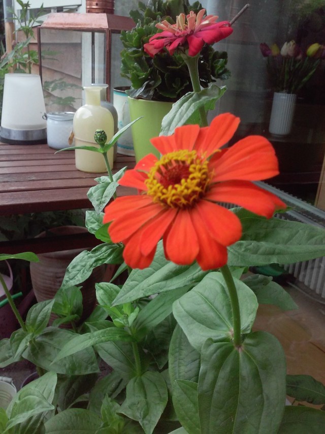 Efter meeeget lang ventetid blev det til blomster alligevel, så jeg kan godt finde tålmodighed til skriveprocessen ikke...?